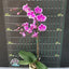 Phal. Queen Beer 'Splash' - flower 4 - square crop