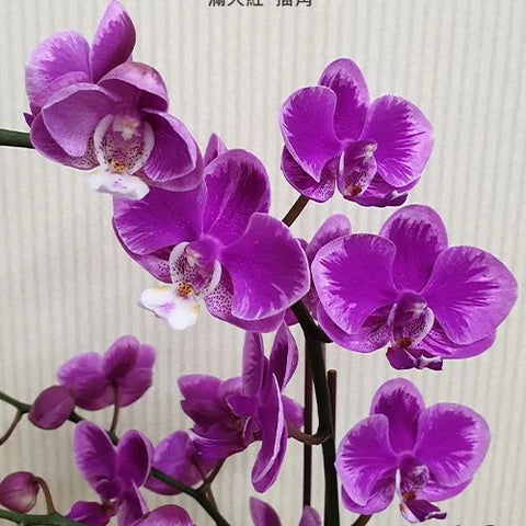 Phal. Queen Beer 'Splash' - flower 3 - square crop