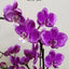 Phal. Queen Beer 'Splash' - flower 3 - square crop