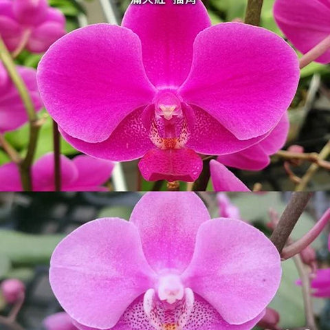 Phal. Queen Beer 'Splash' - flower 2 - square crop