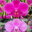 Phal. Queen Beer 'Splash' - flower 2 - square crop