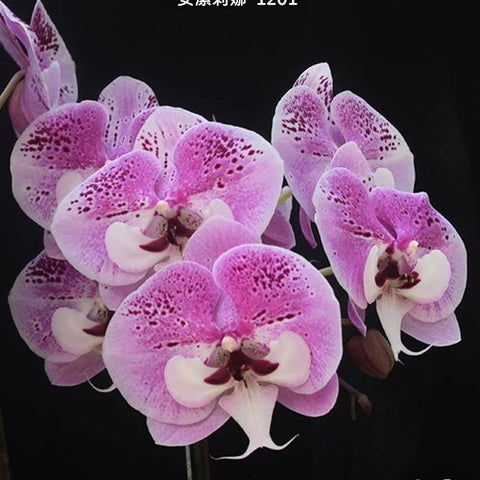 Phal. Charming Angelina '1201' - flower 2 - square crop