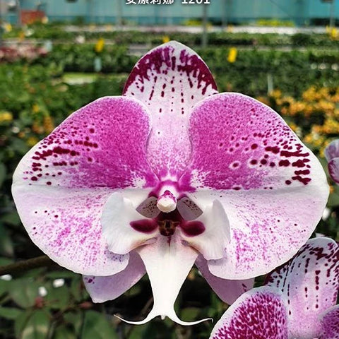 Phal. Charming Angelina '1201' - square crop