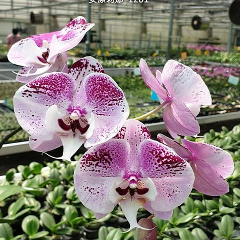 Phal. Charming Angelina '1201' - flower 5 - square crop