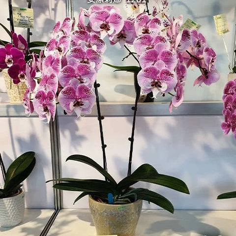 Phal. Charming Angelina '1201' - flower 4 - square crop