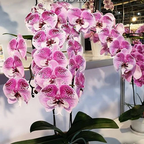 Phal. Charming Angelina '1201' - flower 3 - square crop