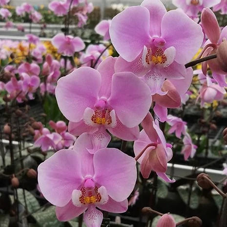 [Bare-root][Import AS-IS] #PA# Phal. schilleriana 'Pink Butterfly' AM/AOS 欣蕾莉 '粉蝶' [2.5" BS][Oct Preorder 26]