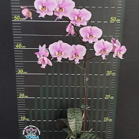[Bare-root][Import AS-IS] #PA# Phal. schilleriana 'Pink Butterfly' AM/AOS 欣蕾莉 '粉蝶' [2.5" BS][Oct Preorder 26]