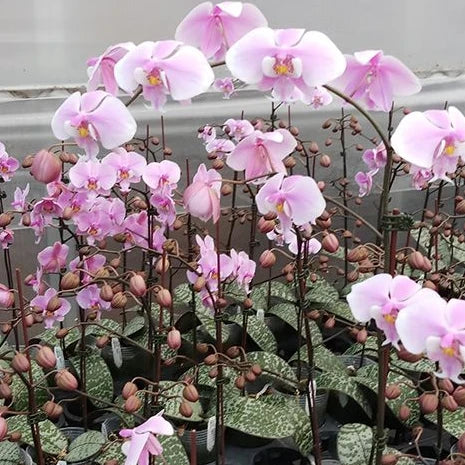 [Bare-root][Import AS-IS] #PA# Phal. schilleriana 'Pink Butterfly' AM/AOS 欣蕾莉 '粉蝶' [2.5" BS][Oct Preorder 26]