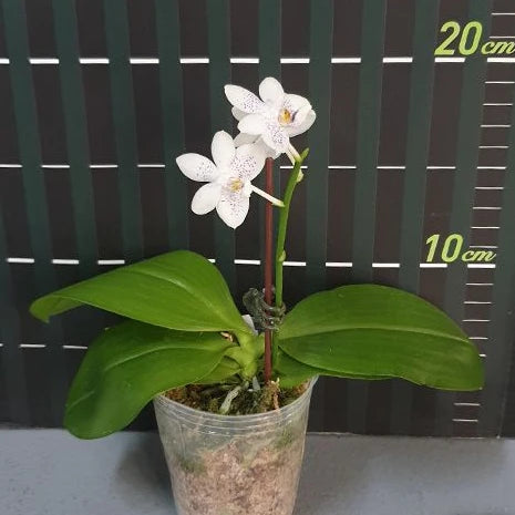 [Bare-root][Import AS-IS] #PA# Phal. Miki Blue Angel C1 'Blue Diamond' 美琪藍色碎鑽 [2.5" BS][Oct Preorder 26]