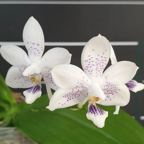 [Bare-root][Import AS-IS] #PA# Phal. Miki Blue Angel C1 'Blue Diamond' 美琪藍色碎鑽 [2.5" BS][Oct Preorder 26]