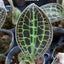 Macodes sanderiana - photo 2 - square crop