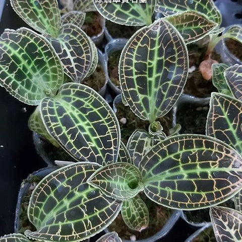 Macodes sanderiana - square crop