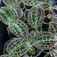 Macodes sanderiana - square crop