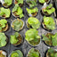 Platy. wandae x veitchii - 1.7 inch plant size reference 2 - square crop