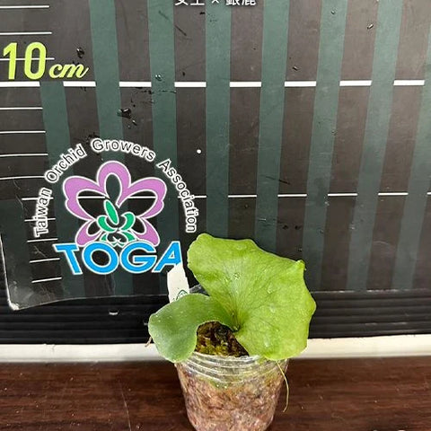 Platy. wandae x veitchii - 1.7 inch plant size reference - square crop