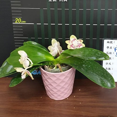 Phal. Yaphon Christmas 'Innocence' - flower 3 - square crop