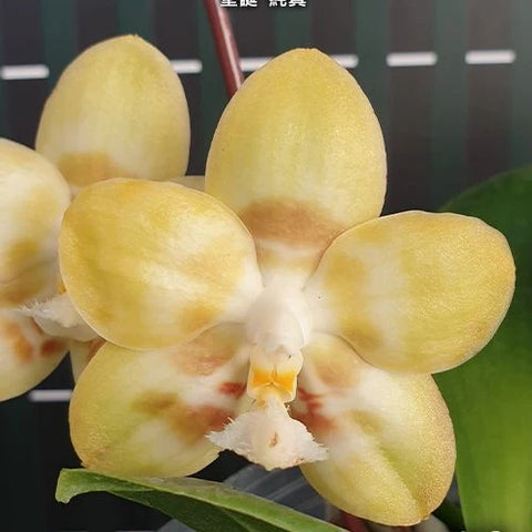 Phal. Yaphon Christmas 'Innocence' - flower 2 - square crop