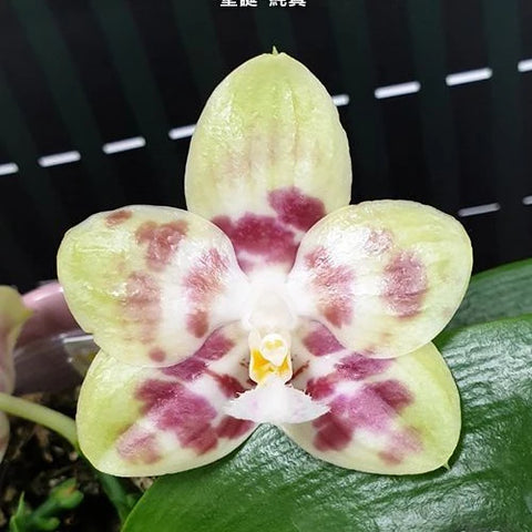 Phal. Yaphon Christmas 'Innocence' - square crop