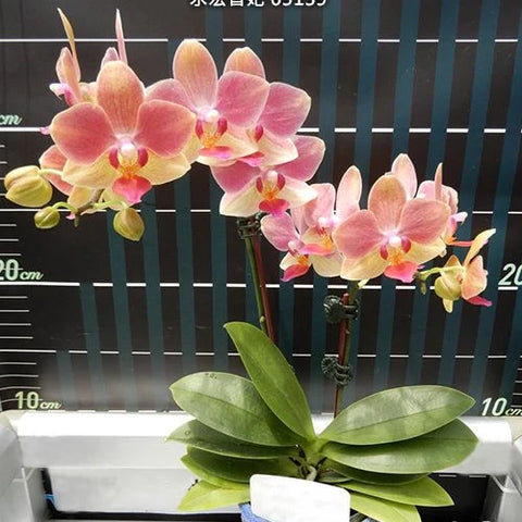 Phal. Younghome Fragrance Lover '05139' - flower 3