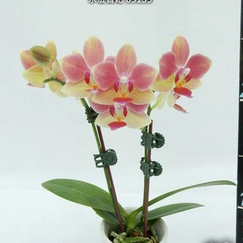 Phal. Younghome Fragrance Lover '05139' - flower 2