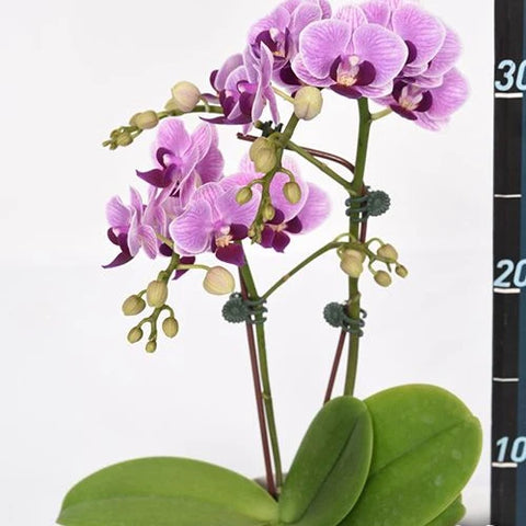 Phal. Younghome Taro bobo - flower 2