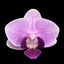 Phal. Younghome Taro bobo