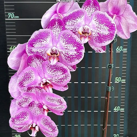 Phal. Miki Magician '06' - flower 3 - square crop