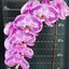Phal. Miki Magician '06' - flower 3 - square crop