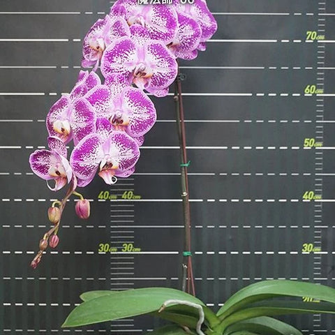 Phal. Miki Magician '06' - flower 2 - square crop