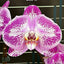 Phal. Miki Magician '06' - square crop