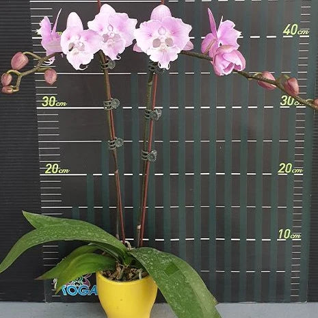 [Bare-root][Import AS-IS] #PA# Phal. Miki Super Robin Peloric 'Pink' 美琪粉紅羅賓 [2.5" BS][Oct Preorder 26]