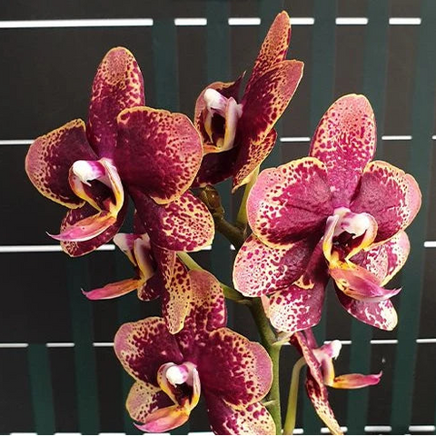 [Bare-root][Import AS-IS] #PA# Phal. Miki Pearl Bang 'Flash' 美琪霹靂珍珠 [3.0" BS][Oct Preorder 26]