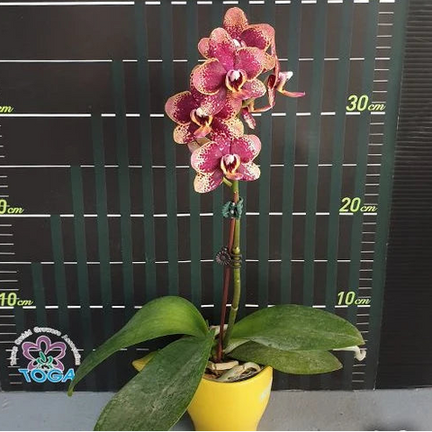[Bare-root][Import AS-IS] #PA# Phal. Miki Pearl Bang 'Flash' 美琪霹靂珍珠 [3.0" BS][Oct Preorder 26]