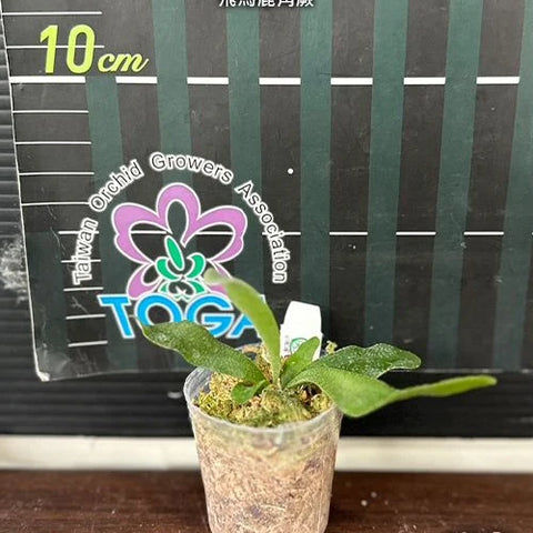 Platy. Pegasus - 1.7 inch plant size reference - square crop