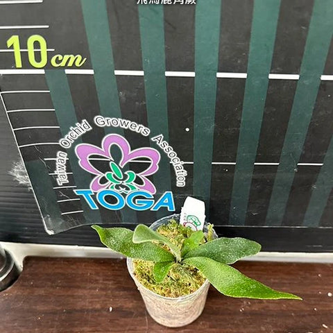 Platy. Pegasus - 1.7 inch plant size reference 2 - square crop