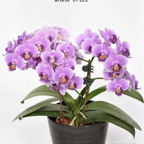 Phal. Younghome Purple Baby '07122' - flower 2
