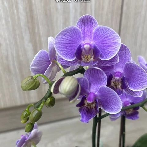Phal. Younghome Purple Baby '07122' - flower 3