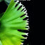 Platy. (hillii x alcicorne) 'Moose' - photo 2 - square crop