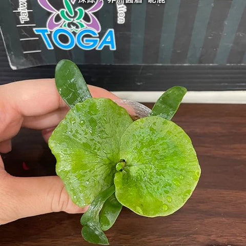 Platy. (hillii x alcicorne) 'Moose' - 1.7 inch plant size reference 2 - square crop