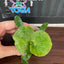 Platy. (hillii x alcicorne) 'Moose' - 1.7 inch plant size reference 2 - square crop