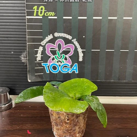 Platy. (hillii x alcicorne) 'Moose' - 1.7 inch plant size reference - square crop