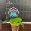 Platy. (hillii x alcicorne) 'Moose' - 1.7 inch plant size reference - square crop