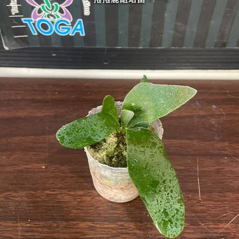 Platy. unknown hybrid 'FongSiQi QQ' (TC) - 1.7 inch plant size reference 2 - square crop