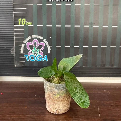 Platy. unknown hybrid 'FongSiQi QQ' (TC) - 1.7 inch plant size reference - square crop