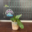 Platy. unknown hybrid 'FongSiQi QQ' (TC) - 1.7 inch plant size reference - square crop