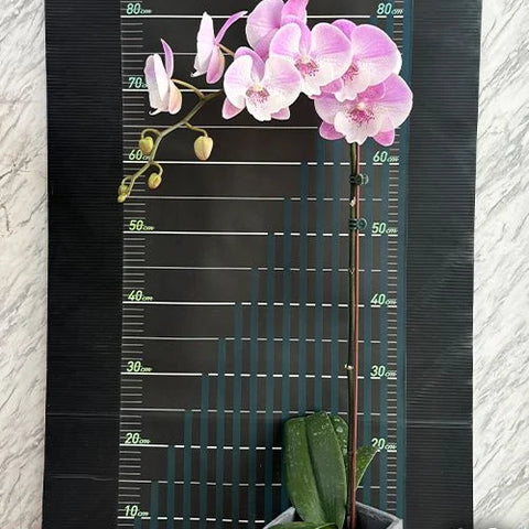 Phal. Yitong Ping Pong Girl - flower 4 - square crop