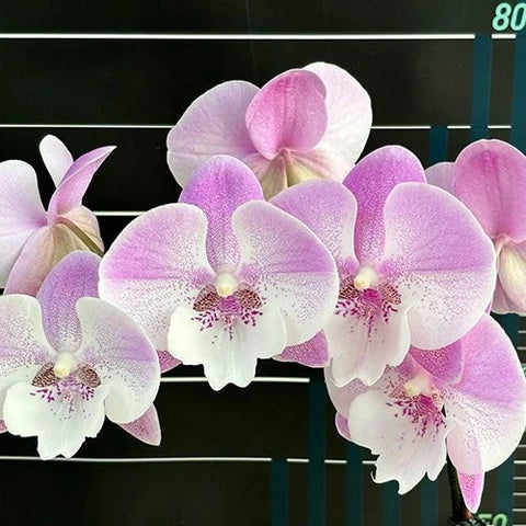 Phal. Yitong Ping Pong Girl - flower 2 - square crop