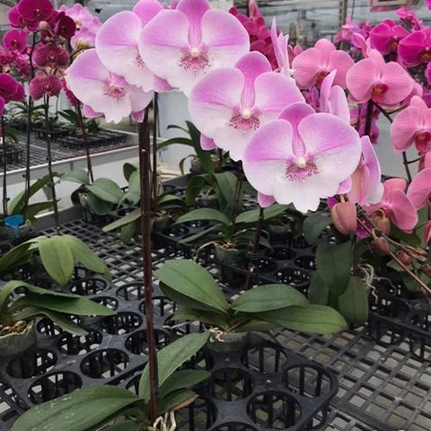 Phal. Yitong Ping Pong Girl - flower 3 - square crop