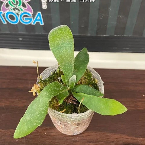 Platy. (veitchii x bifurcatum) 'white & shine' - 1.7 inch plant size reference 2 - square crop